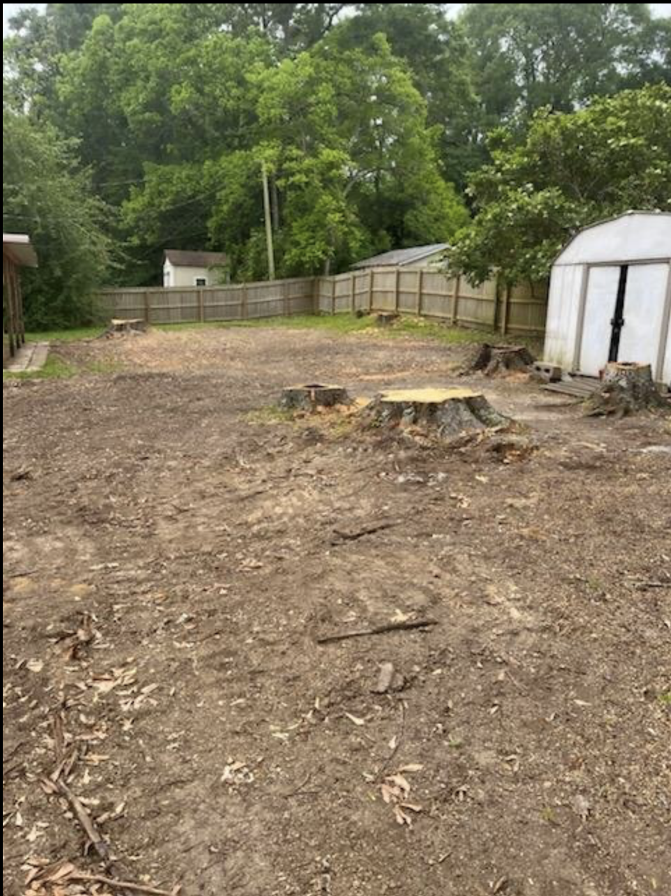 Backyard with tree stumps before grinding